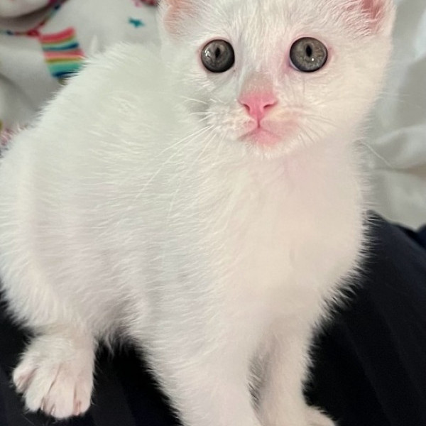 adopt Kori