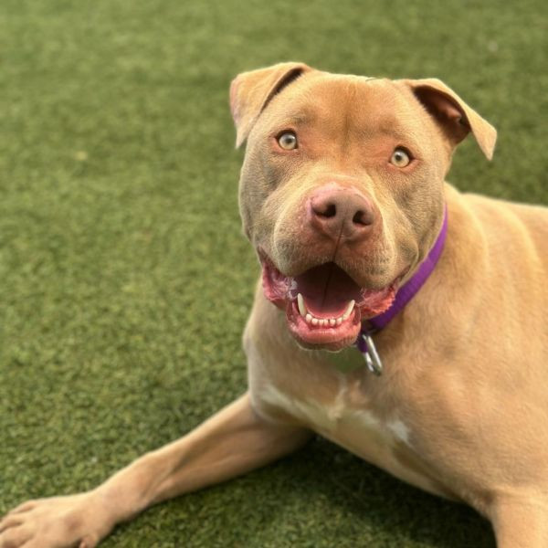 adopt Razzle