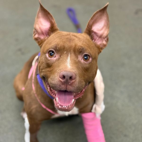 adopt Blessing