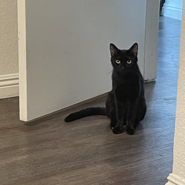 adopt Mama Twilight