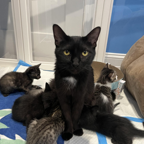 adopt Amelia Bedelia