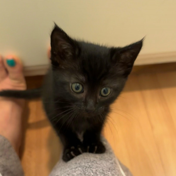 adopt Sophia