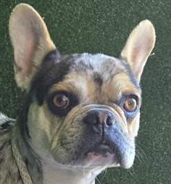 adopt Pixie