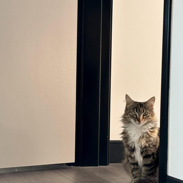 adopt Little Feather