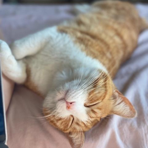 adopt Crema