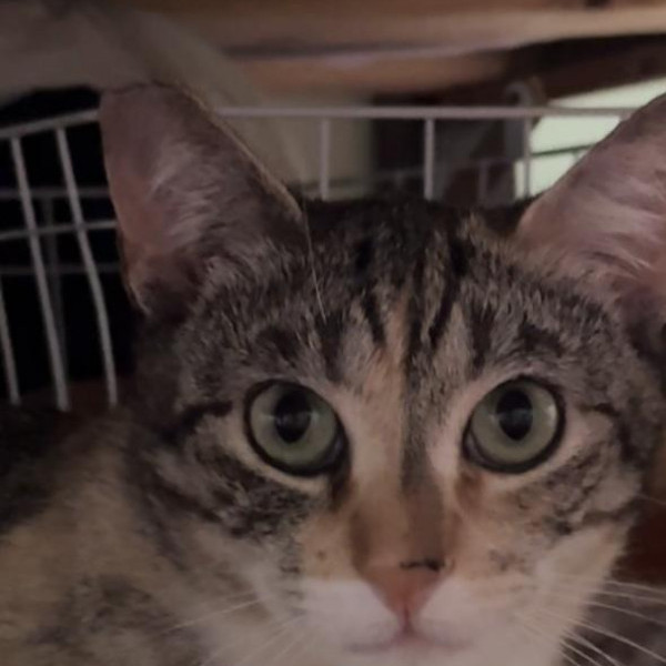 adopt Florentine