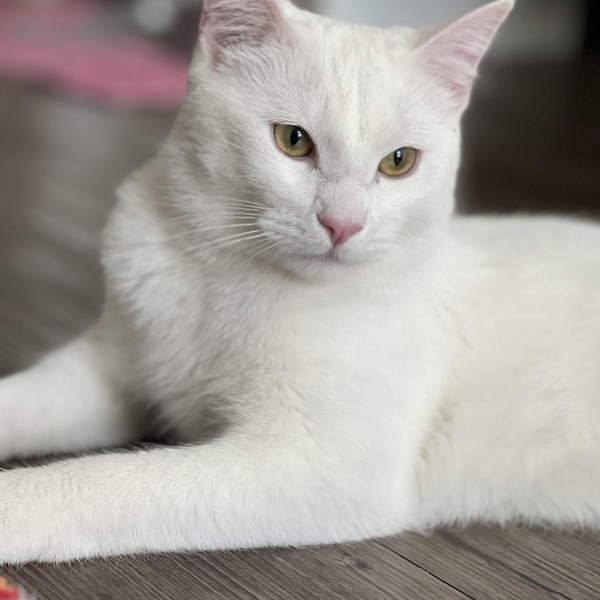 adopt Tsuki