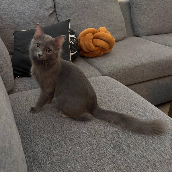 adopt Nibbles