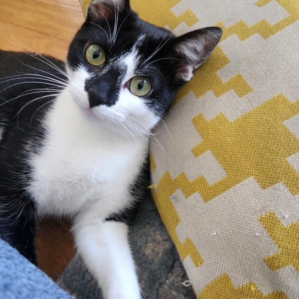 adopt WM Seraphina IV