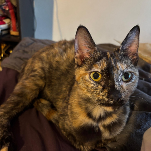 adopt Mixas