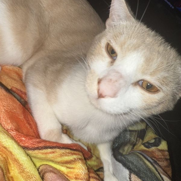 adopt Todd