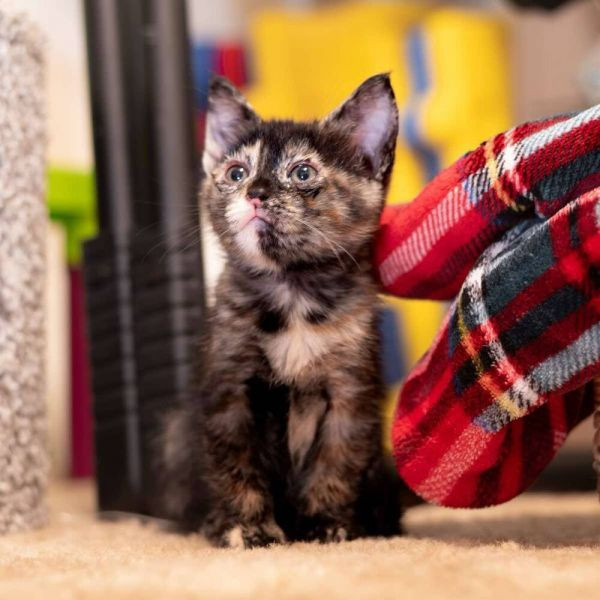 adopt Saige