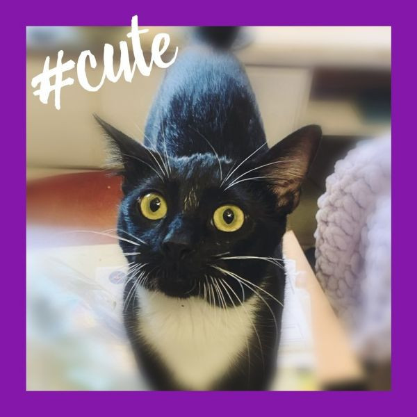 adopt Jazmin