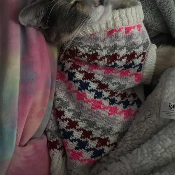 adopt Khloe