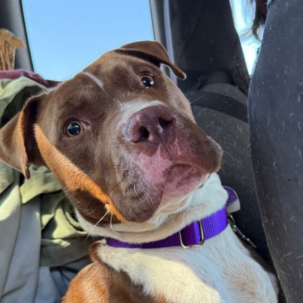 adopt Hans