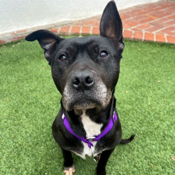 adopt Jemma