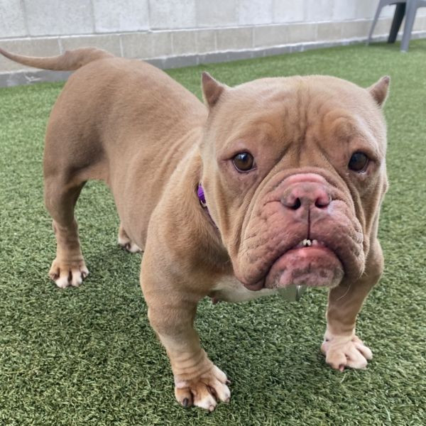 adopt Jolene