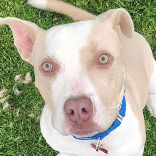 adopt Diego - Foster or Adopt Me!