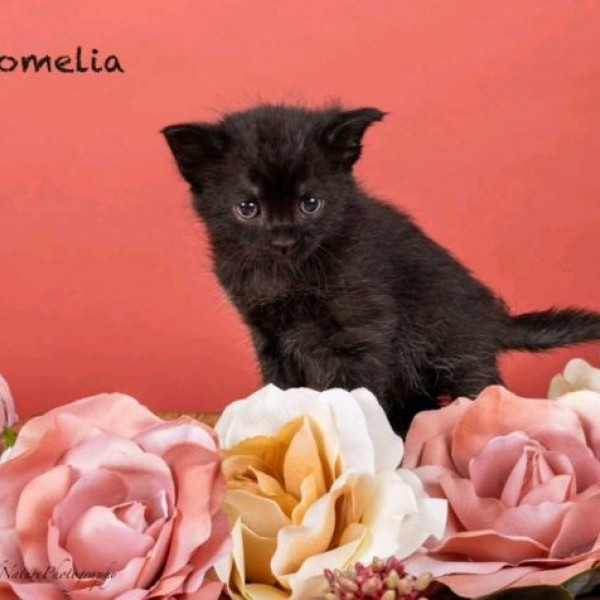 adopt Romelia