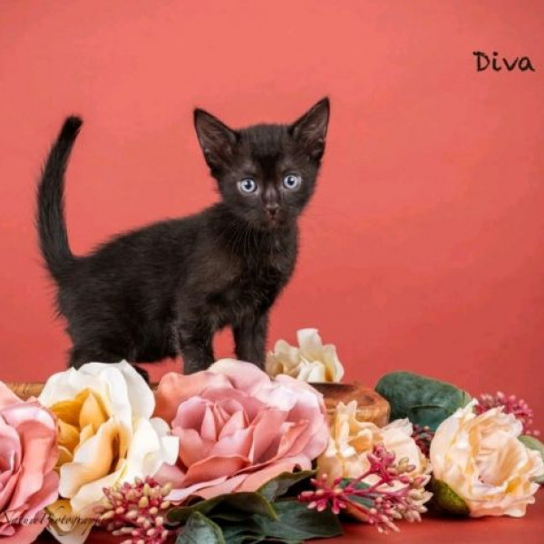 adopt Diva