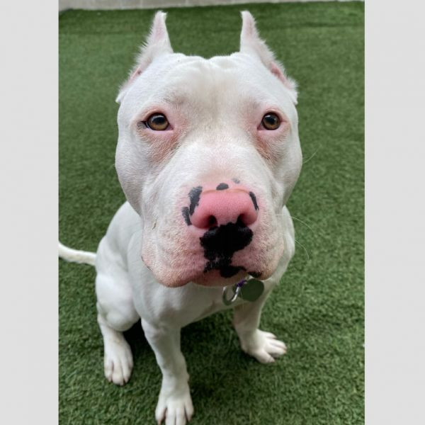 adopt Pickleball