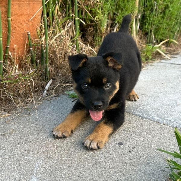 adopt Highway