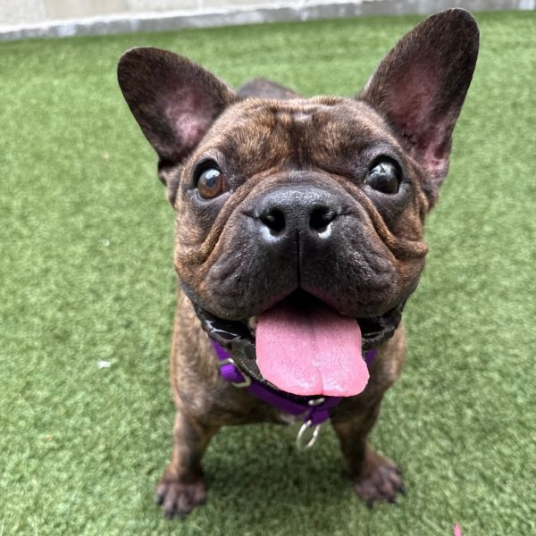 adopt Pierre
