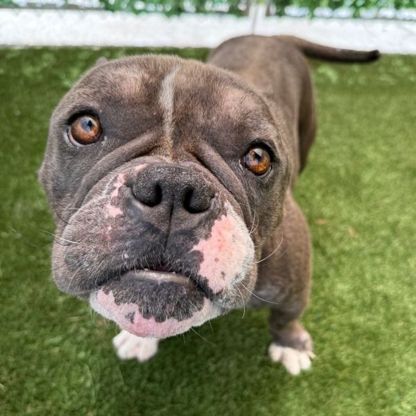 adopt Frogger