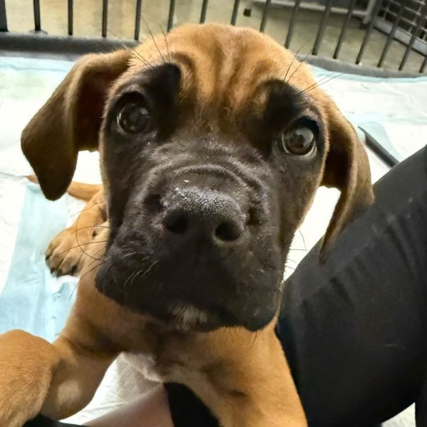 adopt Mookie