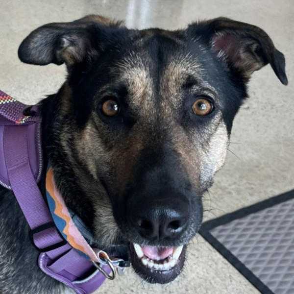 adopt Honey (Courtesy Post)