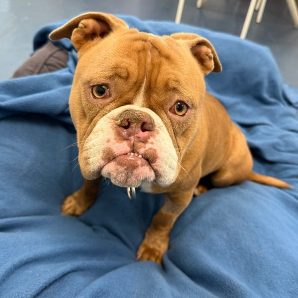 adopt Shania