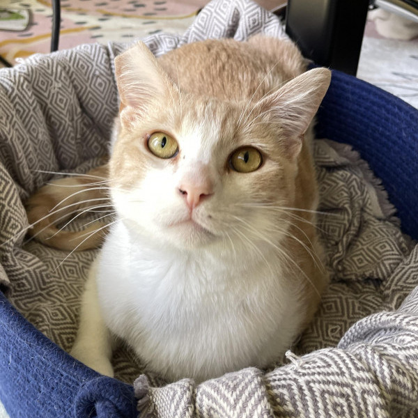 adopt George