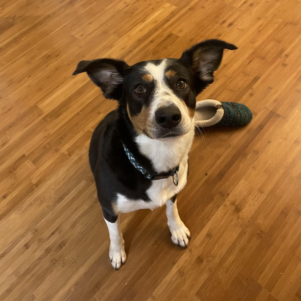 adopt Kacey *Courtesy Post