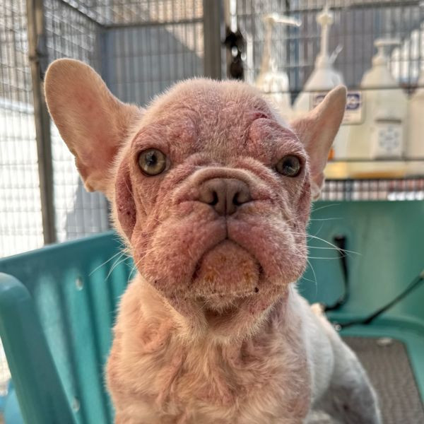 adopt Elysee