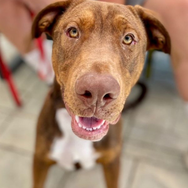 adopt Fynn - Foster or Adopt Me!