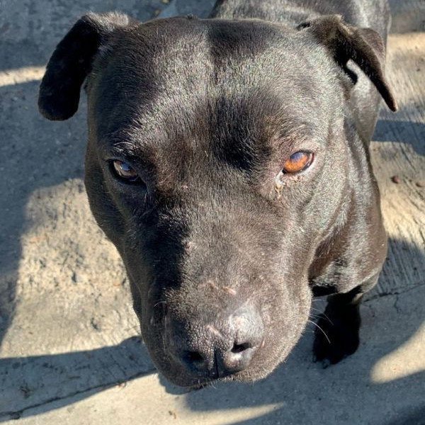 adopt Epic-Foster or Adopt me!