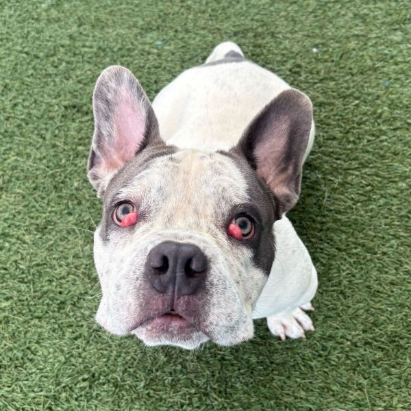 adopt Cheesecake