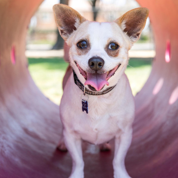 adopt Rosie