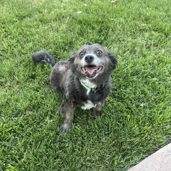 adopt Pepper