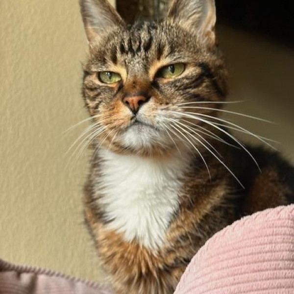 adopt Zoorey