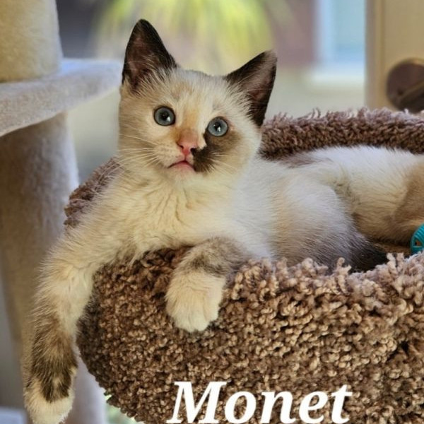 adopt Monet