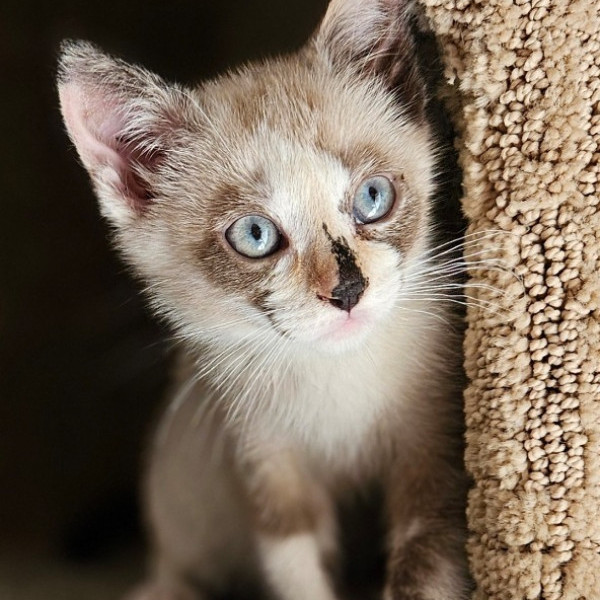 adopt Renoir
