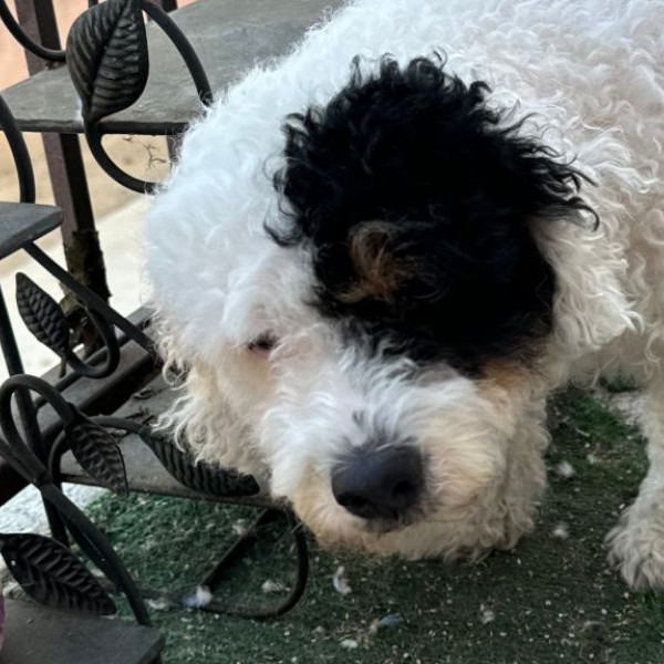 adopt Effie - Adopt Me!