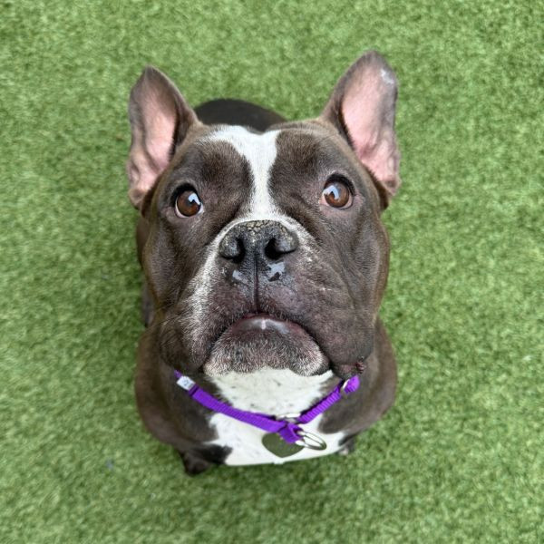 adopt Reba