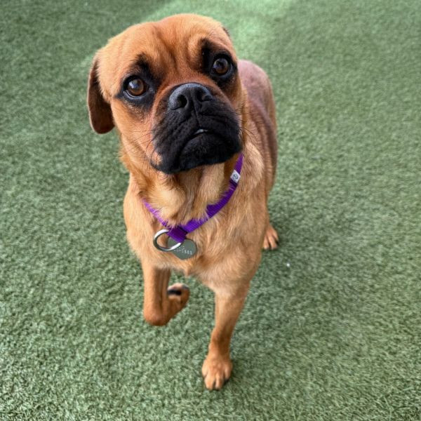 adopt Maximillian