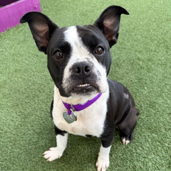 adopt Franny