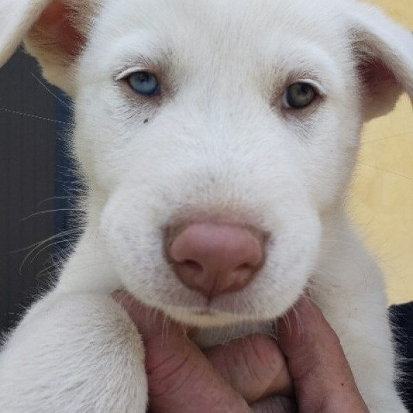 adopt Spice - Adopt Me!
