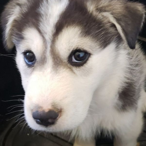 adopt Squiggle - Adopt Me!