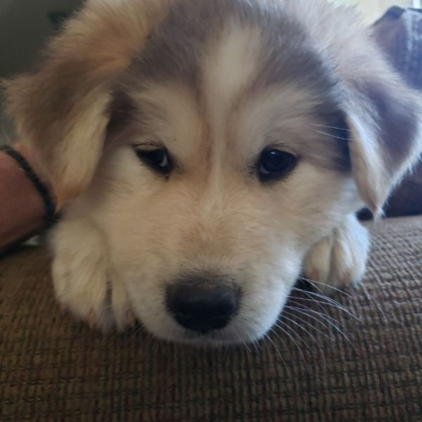 adopt Wizard - Adopt Me!