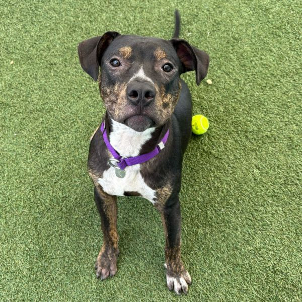 adopt Benjamin